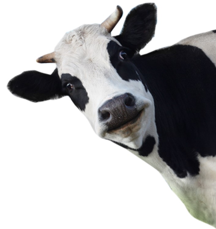 cow